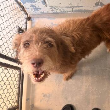 Hershey -  Poodle and Husky Dog for Adoption in Indianapolis, Indiana - Hershey | PetCurious