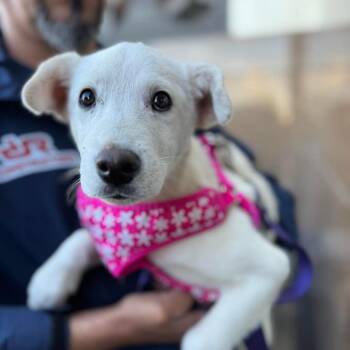 Labrador Retriever and Terrier Dogs Available for Adoption - Olivia | PetCurious