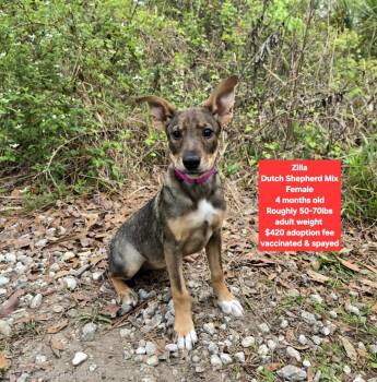 Dutch Shepherd Dogs Available for Adoption - Zilla | PetCurious