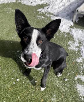 Border Collie Dogs Available for Adoption - Petunia | PetCurious