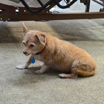 Izzy -  Rat Terrier Dog for Adoption in Ramona, California - Izzy | PetCurious