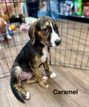 Rescue Hound and Labrador Retriever Dogs for Adoption in Alvin, Texas - Caramel | PetCurious