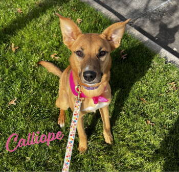 Rescue Australian Kelpie and Shepherd Dogs for Adoption in Houston, Texas - Calliope #miss-congeniality | PetCurious