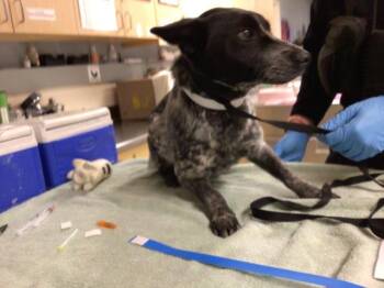 TINKLES -  Australian Cattle Dog Blue Heeler Dog for Adoption in Riverside, California - TINKLES | PetCurious