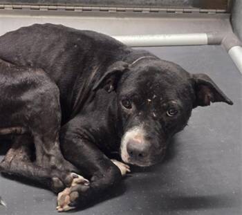 A426312 -  Labrador Retriever and Mixed Breed Dog for Adoption in Conroe, Texas - A426312 | PetCurious