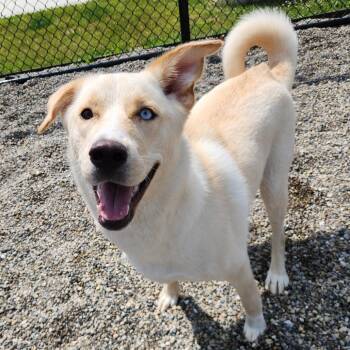 Husky and Mixed Breed Dogs Available for Adoption in Fort Wayne, Indiana - Goose | PetCurious
