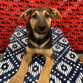Keely Jones -  Labrador Retriever and German Shepherd Dog Dog for Adoption in Washburn, Missouri - Keely Jones | PetCurious