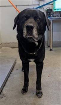 A885149 -  Labrador Retriever Dog for Adoption in Camarillo, California - A885149 | PetCurious