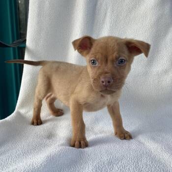 Rescue Labrador Retriever and Terrier Dogs for Adoption in Carencro, Louisiana - Scoot | PetCurious