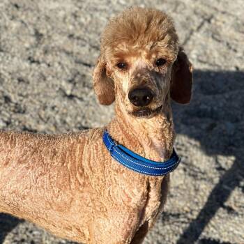 Enchilada -  Standard Poodle Dog for Adoption in St. Peters, Missouri - Enchilada | PetCurious