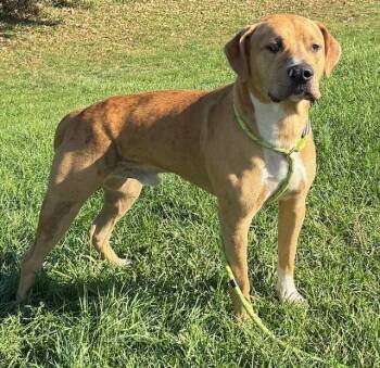 Rescue Labrador Retriever Dogs for Adoption in Allegan, Michigan - Elmer | PetCurious