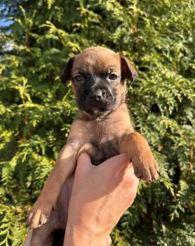 Rescue German Shepherd Dog and Dutch Shepherd Dogs for Adoption in Spring Hill, Tennessee - Capri | PetCurious