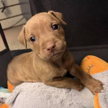 Spaghetti -  Mixed Breed Dog for Adoption in Philadelphia, Pennsylvania - Spaghetti | PetCurious