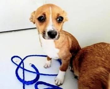 Cardigan Welsh Corgi and Mixed Breed Dogs Available for Adoption - COLOMBO | PetCurious