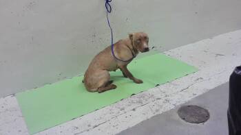 A2083347 -  Siberian Husky and Mixed Breed Dog for Adoption in Houston, Texas - A2083347 | PetCurious