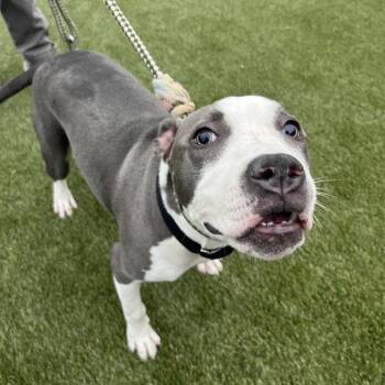 BB Girl -  Mixed Breed Dog for Adoption in Philadelphia, Pennsylvania - BB Girl | PetCurious