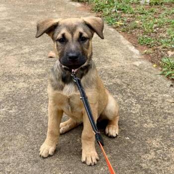 Violet -  Shepherd and Mixed Breed Dog for Adoption in Pelham, New Hampshire - Violet | PetCurious