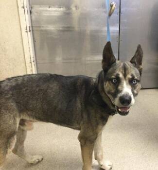 SHAWN -  Siberian Husky Dog for Adoption in Riverside, California - SHAWN | PetCurious