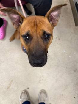 Lexus -  Black Mouth Cur Dog for Adoption in Mobile, Alabama - Lexus | PetCurious