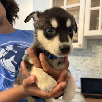 Raven -  Siberian Husky and German Shepherd Dog Dog Available for Adoption in Brentwood, Tennessee - Raven | PetCurious