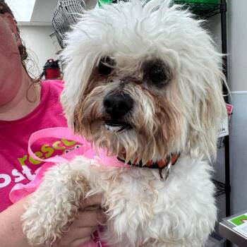 Lumi -  Mixed Breed Dog for Adoption in Fredericksburg, Virginia - Lumi | PetCurious