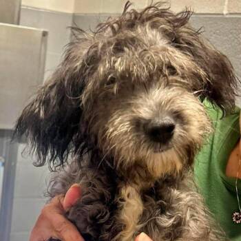 Arrow -  Shih Tzu and Maltese Dog for Adoption in New Philadelphia, Ohio - Arrow | PetCurious