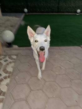 Rescue Shepherd and Saluki Dogs for Adoption in Huntingtown, Maryland - Skinny - Needs Foster Home | PetCurious