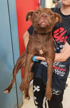 Rehab -  Mixed Breed Dog for Adoption in Albany, Georgia - Rehab | PetCurious