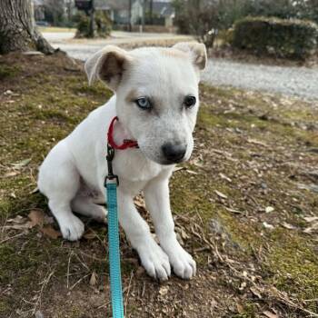 Husky and American Staffordshire Terrier Dogs Available for Adoption - Bandit | PetCurious