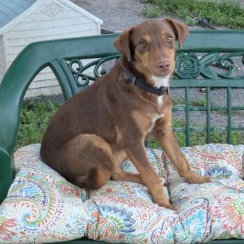 Parker -  Doberman Pinscher and Labrador Retriever Dog for Adoption in Harlingen, Texas - Parker | PetCurious