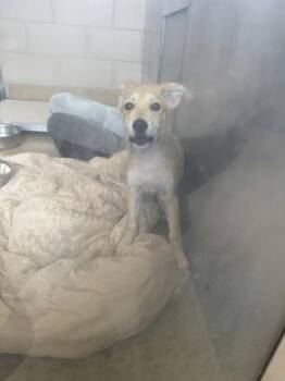 Marley -  Labrador Retriever and Mixed Breed Dog for Adoption in Farmers Branch, Texas - Marley | PetCurious