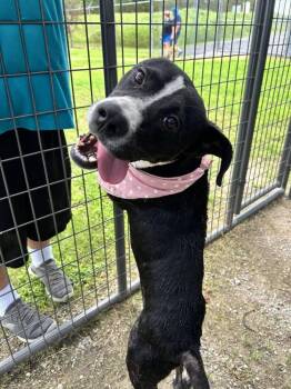 Sophie -  Mixed Breed Dog for Adoption in Scott, Louisiana - Sophie | PetCurious