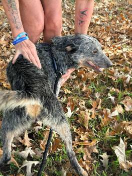 Dakota -  Australian Cattle Dog Blue Heeler Dog for Adoption in Lakewood Ranch, Florida - Dakota | PetCurious