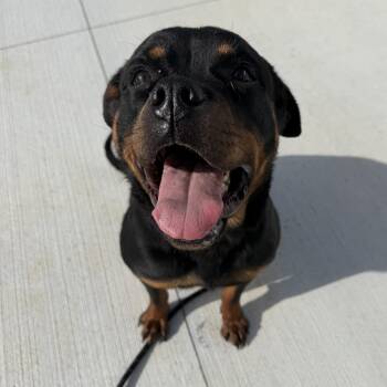 Nikki -  Rottweiler Dog Available for Adoption in Indianapolis, Indiana - Nikki | PetCurious