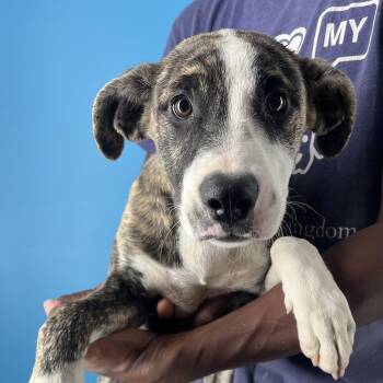 Rescue Labrador Retriever Dogs for Adoption in Brookshire, Texas - Kiki - Local Dec 19-21 | PetCurious