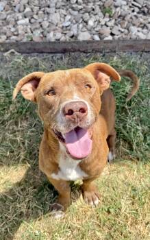 Burt --Courtesy Post. Out of town pet. See below for details-- -  Pit Bull Terrier Dog for Adoption in Eagle, Idaho - Burt --Courtesy Post. Out Of Town Pet. See Below For Details-- | PetCurious