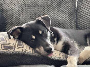 Rescue Black Labrador Retriever and Husky Dogs for Adoption in Mooresville, North Carolina - Phoenix | PetCurious