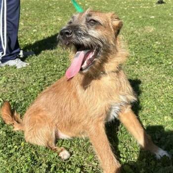 Gwen Scruffani -  Terrier and Mixed Breed Dog for Adoption in Cincinnati, Ohio - Gwen Scruffani | PetCurious