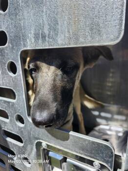 German Shepherd Dog Dogs Available for Adoption in San Antonio, Texas - RAMBO | PetCurious