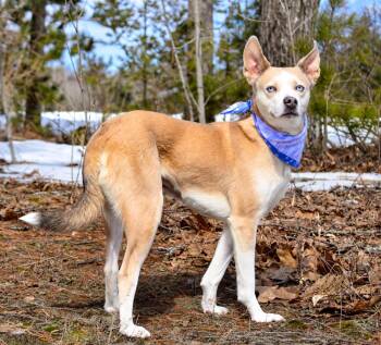 Husky Dogs Available for Adoption in Cheboygan, Michigan - Luna | PetCurious
