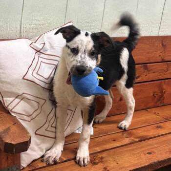 Border Collie Dogs Available for Adoption - Zed | PetCurious
