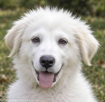 Nicholas -  Great Pyrenees Dog for Adoption in Nashville, Tennessee - Nicholas | PetCurious