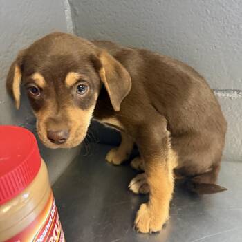 Labrador Retriever and Hound Dogs Available for Adoption in Tuscaloosa, Alabama - Geo | PetCurious
