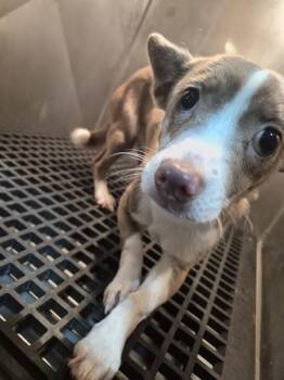 Chihuahua Dogs Available for Adoption in Lawrenceville, Georgia - Pen 239 Top Rocco | PetCurious