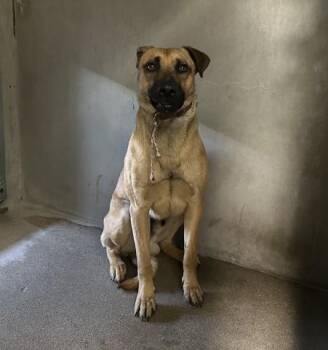 German Shepherd Dog Dogs Available for Adoption in San Bernardino, California - BOND | PetCurious