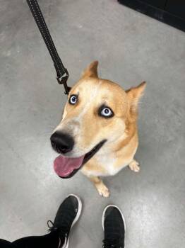 Hunter -  Husky and Australian Cattle Dog Blue Heeler Dog for Adoption in Tremont, Illinois - Hunter | PetCurious