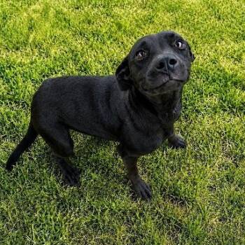 Sweetie -  Terrier Dog for Adoption in Bethel, Connecticut - Sweetie | PetCurious