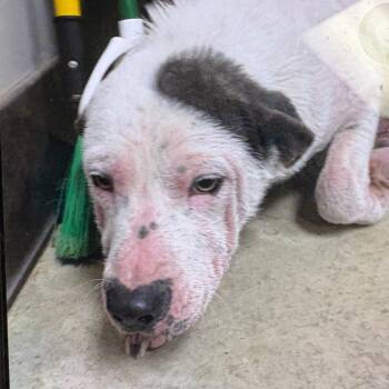 Spoon- 102609U -  Terrier and Mixed Breed Dog for Adoption in Tupelo, Mississippi - Spoon- 102609U | PetCurious