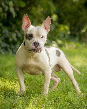 BIG DIPPER (0083) -  American Bully Dog for Adoption in Bridgeport, Connecticut - BIG DIPPER (0083) | PetCurious