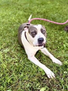 Boss- Transport -  American Staffordshire Terrier and Mixed Breed Dog for Adoption in Gradyville, Kentucky - Boss- Transport | PetCurious